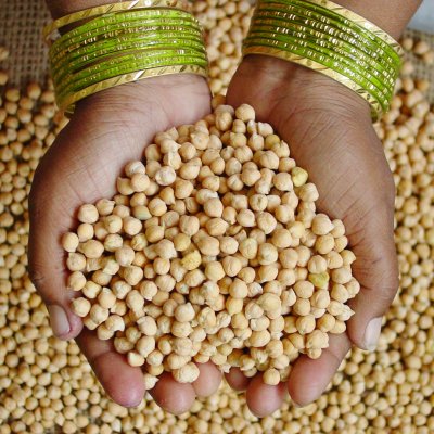 Hand holding chickpea seeds. Supplied by Dr Rajeev Varshney